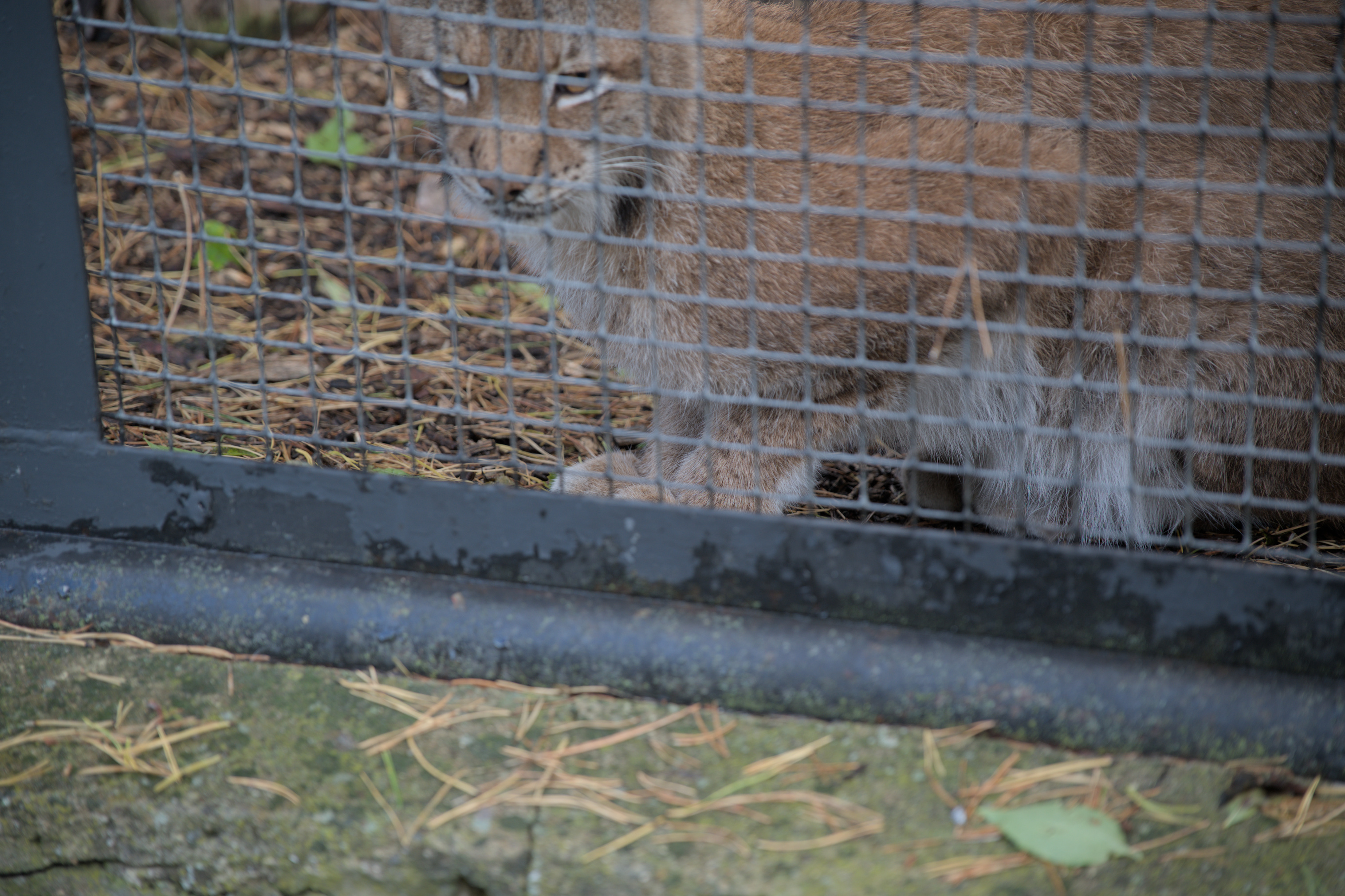 2025/10/12 - zoo/DSC_0353.jpg